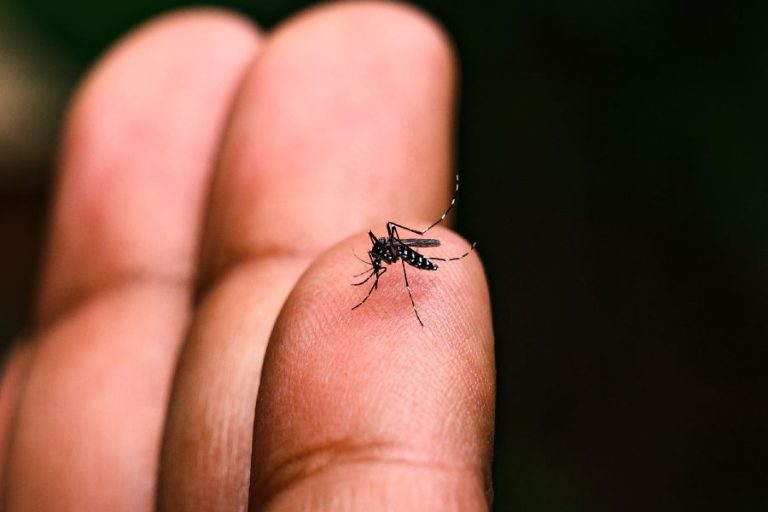 Casos de dengue caem 86% na Bahia em 2025, aponta Sesab