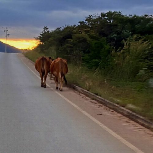 Animais soltos na BA-148 colocam motoristas em risco e acendem alerta em Rio de Contas