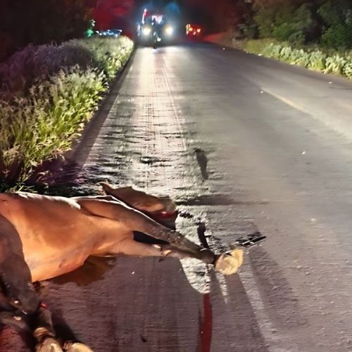 Animal solto na pista provoca acidente e deixa quatro feridos na BR-349, no oeste da Bahia