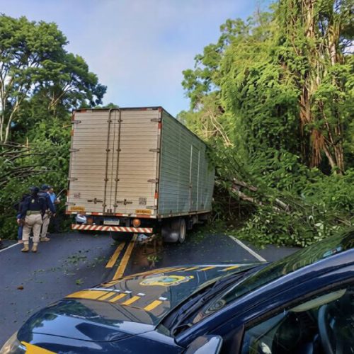 Árvore despenca sobre ambulância, causa morte e deixa feridos na BR-415