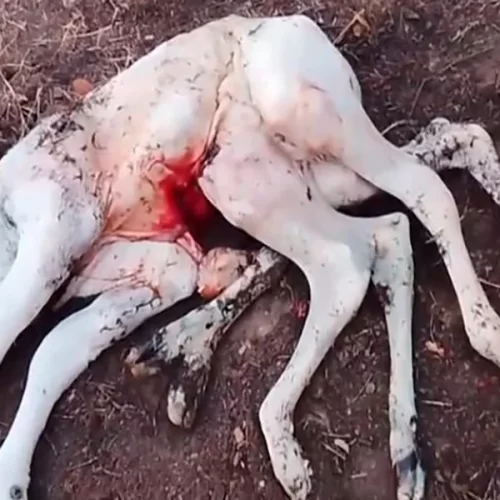 Bezerro com oito patas nasce em Palmas de Monte Alto