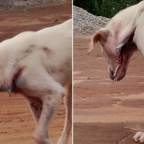 Brumado: Cachorro é atacado a golpes de facão; moradores alertam para denunciar maus-tratos
