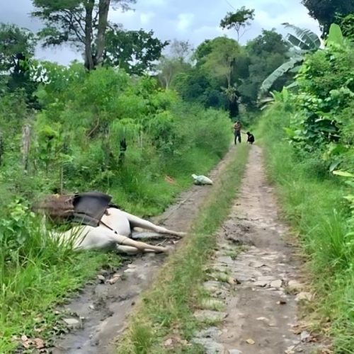 Burro morre ao pisar em fio de alta tensão, e trabalhador rural escapa de descarga elétrica na Bahia