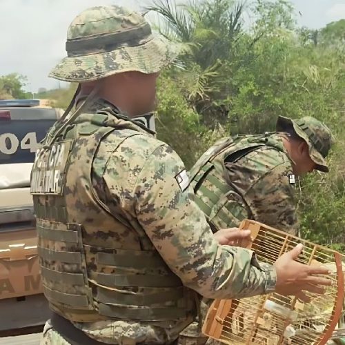 CIPPA/Lençóis intensifica fiscalização e combate crimes ambientais na Chapada Diamantina