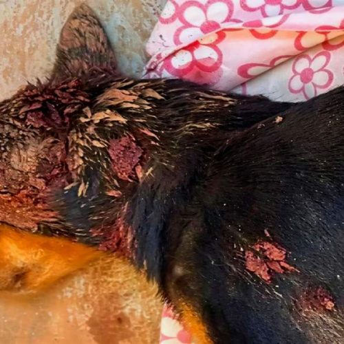 Cadela é morta a tiros em comunidade rural de Brumado e revolta moradores