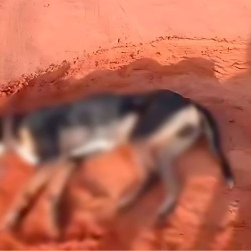 Cães são encontrados mortos em Livramento de Nossa Senhora