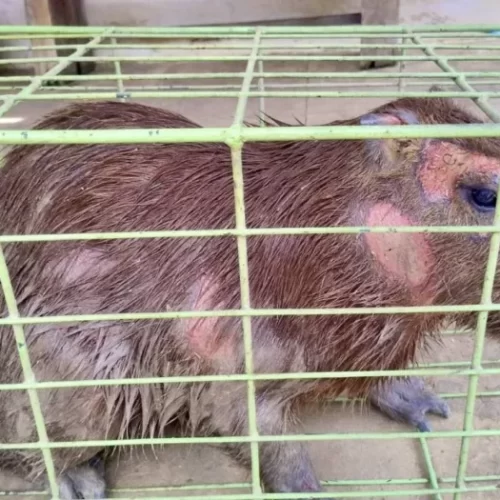 Capivara ferida é resgatada por equipe ambiental em Vitória da Conquista