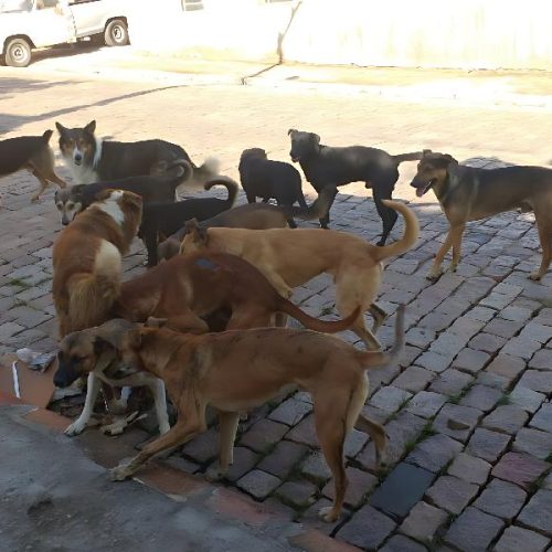 Caso de leishmaniose em criança acende alerta de saúde em Caculé