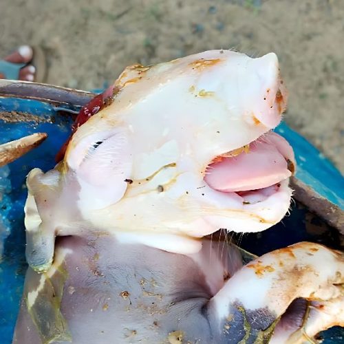 Caso raro chama atenção: filhote de porco nasce com duas bocas no sudoeste da Bahia