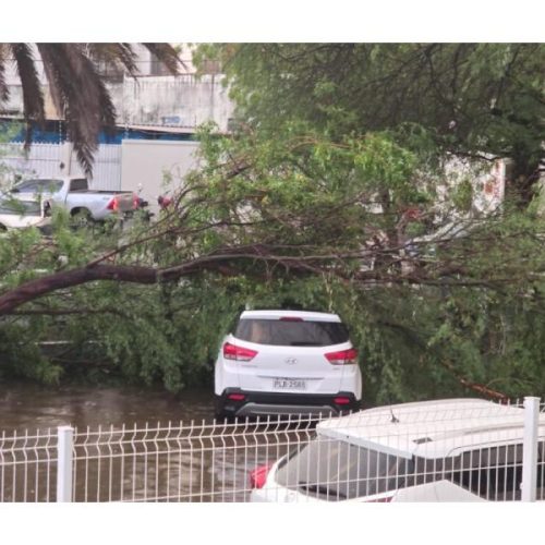 Chuva forte com ventania provoca quedas de árvores, alagamentos e falta de energia em Guanambi