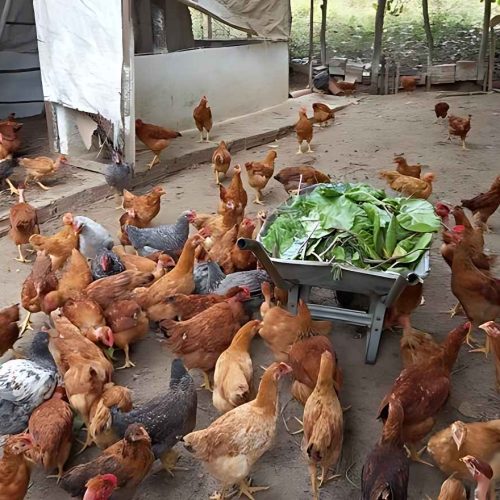 Criminoso furta 170 galinhas de propriedade em Bom Jesus da Lapa; câmeras podem ajudar nas investigações