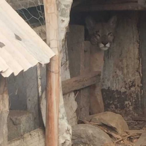 Onça-parda invade galinheiro e assusta moradores em Novo Horizonte