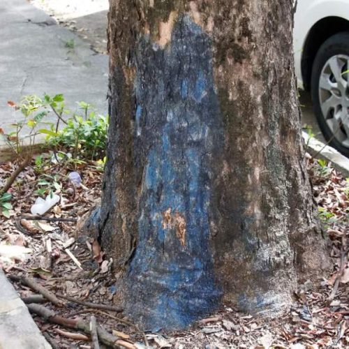 Homem é acusado de envenenar 13 árvores do vizinho em Caetité