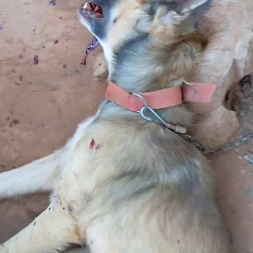 Homem é preso após matar cachorro a pauladas em Ituaçu
