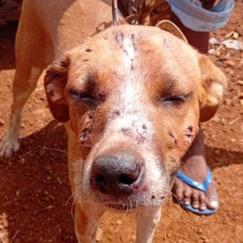 Homem é preso por porte ilegal de arma e suspeita de maus-tratos a cachorro em Malhada