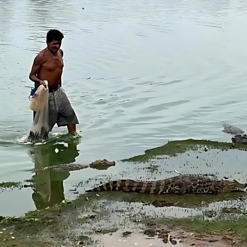 Homem encara jacarés e vira cena impressionante em Caculé