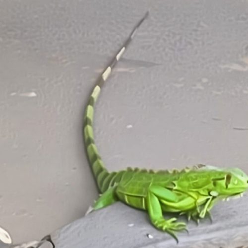 Iguana invade quintal, mobiliza brigadistas e é resgatada com segurança em Livramento
