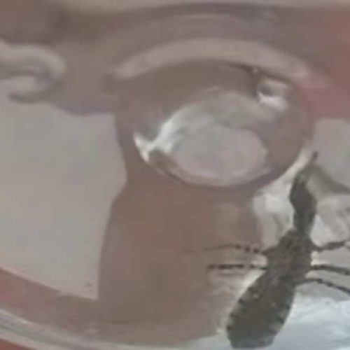 Infestação de barbeiros preocupa moradores e acende alerta para risco de Chagas em Livramento