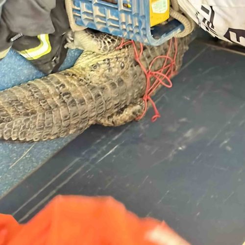 Jacaré é encontrado durante limpeza e mobiliza equipes em Guanambi