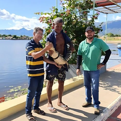 Jacaré é retirado de lagoa urbana e levado para habitat seguro em Livramento