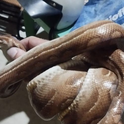 Jiboia-arco-íris mobiliza resgate ambiental e emociona moradores em Livramento de Nossa