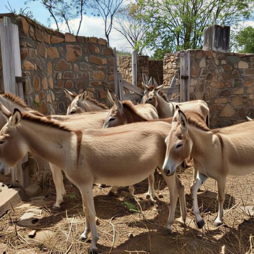 Justiça proíbe abate de jumentos na Bahia após ação de entidades de defesa animal