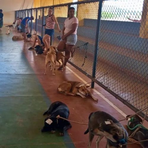 Livramento leva vacinação antirrábica gratuita a comunidades rurais e amplia proteção de cães e gatos