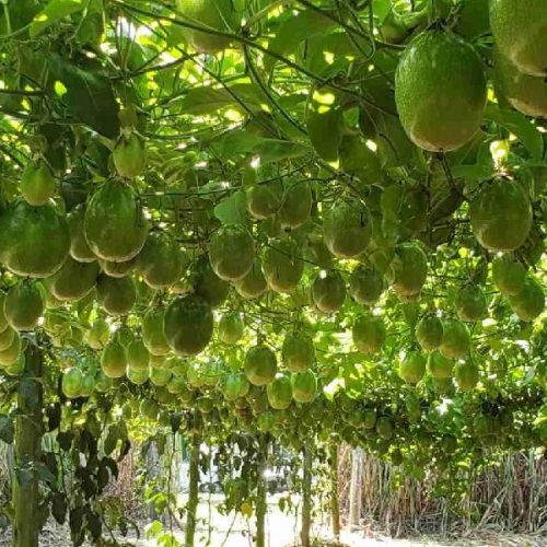 Livramento se firma como capital do maracujá e potência da manga na fruticultura baiana