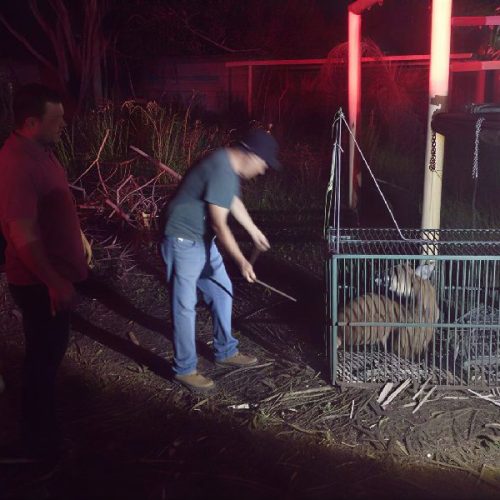 Lobo-guará surpreende moradores, mobiliza resgate e acende alerta ambiental no sudoeste da Bahia