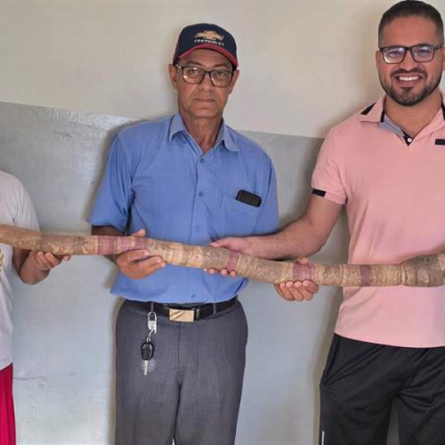 Mandioca de 1,6 metro e 4,4 quilos surpreende moradores em Palmas de Monte Alto