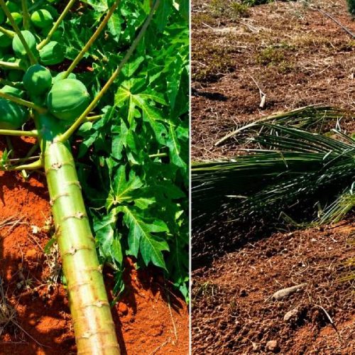 Moradora denuncia destruição de plantação da família em Livramento de Nossa Senhora