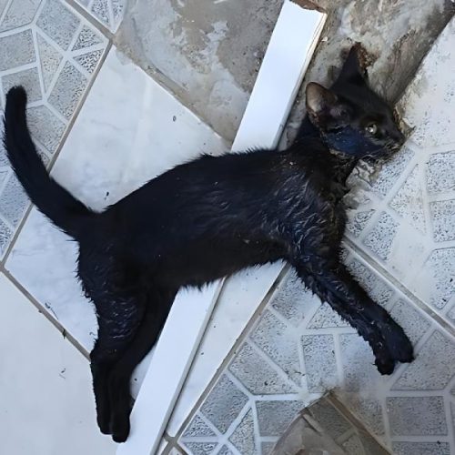 Moradores denunciam envenenamento de animais e pedem investigação em Brumado