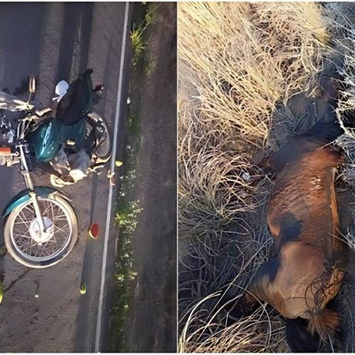 Motociclista fica ferido após colidir com cavalo na BA-573, em Guanambi
