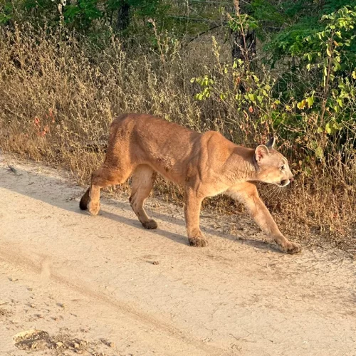 Onça-parda volta à natureza após um ano de reabilitação em Vitória da Conquista