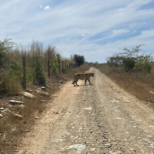 Onça-pintada surpreende moradores ao cruzar estrada de Malhada