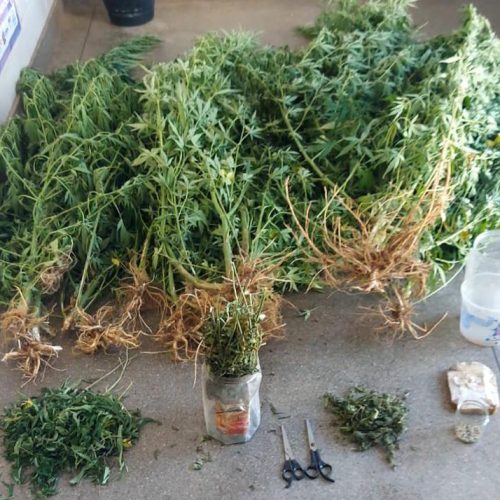 Operação da PM resulta em erradicação de plantação de maconha na zona rural de Ituaçu