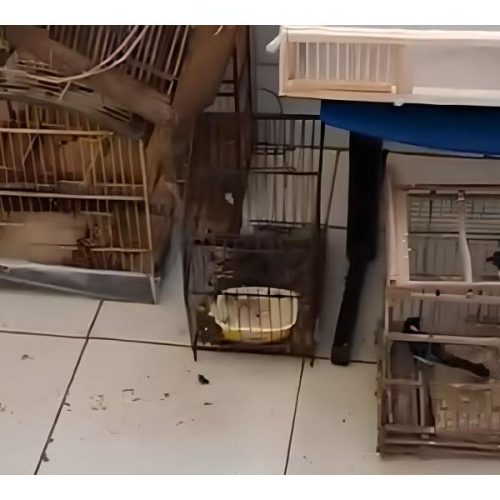 Tráfico de aves silvestres sofre golpe em Poções após operação integrada