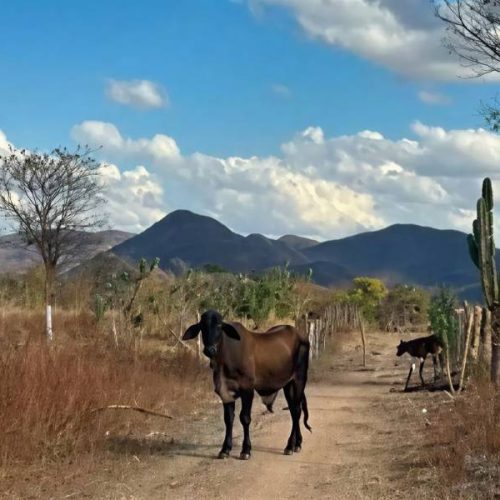 PM acompanha cumprimento de ordem judicial para retirada de bezerros penhorados na zona rural de Guanambi