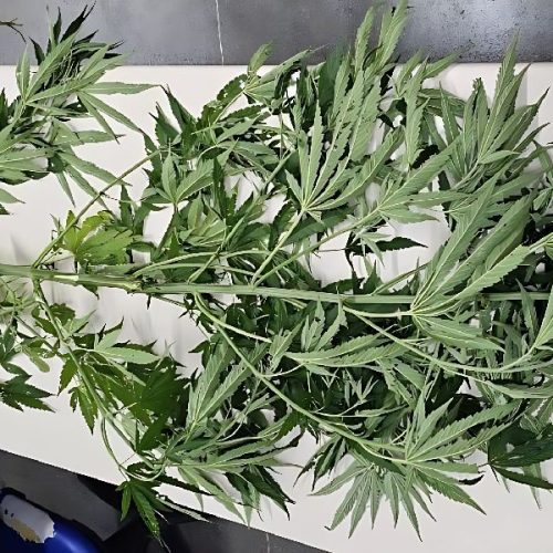 PM apreende pé de maconha em praça pública de Caetité após denúncia anônima