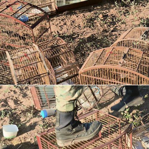 Polícia Ambiental resgata aves silvestres e destrói gaiolas durante operação em Brumado