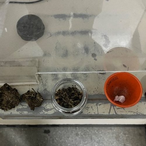 Polícia vê manobra brusca, aborda veículo e apreende drogas em Guanambi