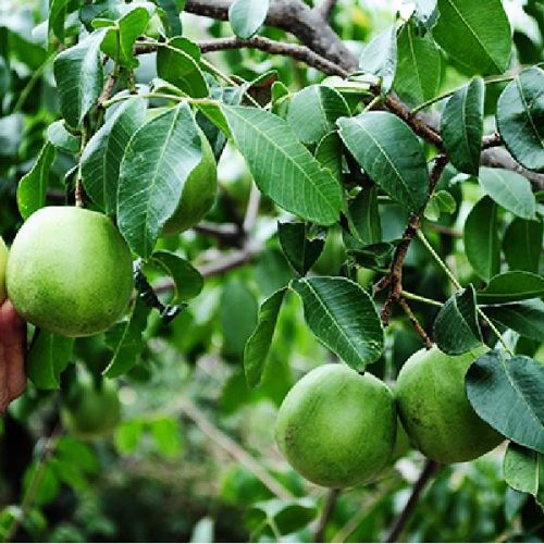 Prefeitura de Brumado distribui mudas de umbu gigante e fortalece agricultura no Jacaré