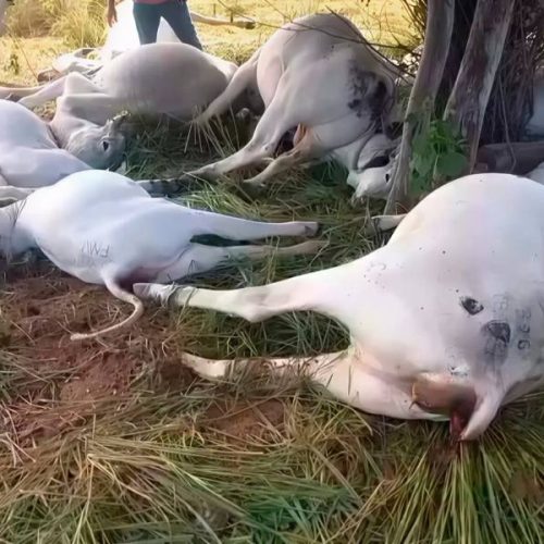 Raio mata 16 cabeças de gado durante tempestade na zona rural de Piripá