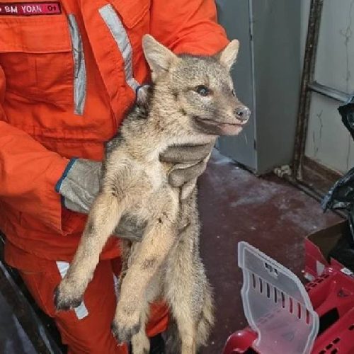 Raposa é resgatada pelos bombeiros em Brumado e encaminhada ao Cetas para reabilitação