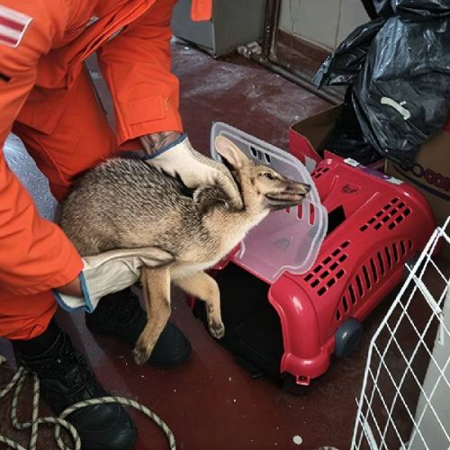 Raposa resgatada em Brumado não resiste a ferimentos após ataque de cães