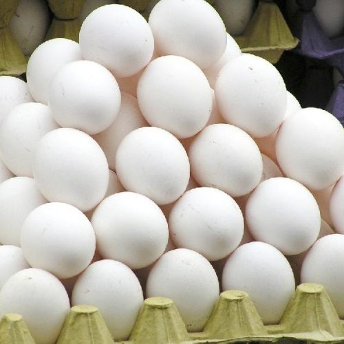 Superprodução derruba preço do ovo no Sertão Produtivo e acende alerta entre produtores