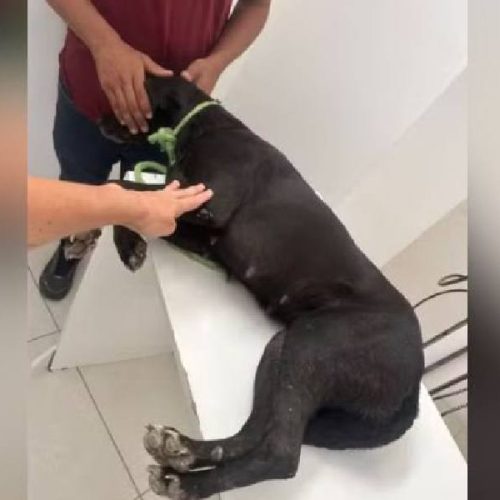 Tiros cruéis na Bahia: cão morre e cadela é atingida por 43 chumbinhos em Serrinha