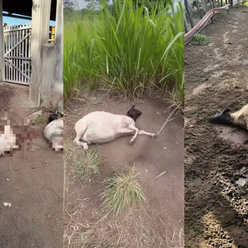 Treze ovelhas morrem em ataques de cães e chocam zona rural de Serrinha