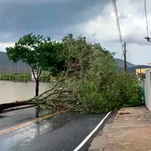 Ventania derruba árvore e marca início das chuvas de trovoadas em Rio de Contas
