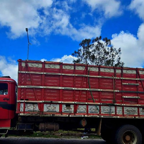 CIPRv/Brumado apreende transporte irregular de bovinos na BA-263 e BA-262